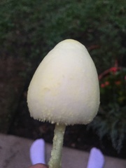 Leucocoprinus birnbaumii birnbaumii