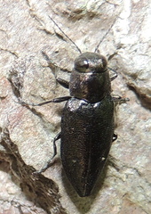 Phaenops