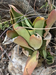 Kalanchoe paniculata