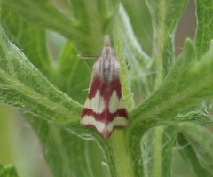 Microtheoris vibicalis