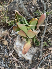 Kalanchoe paniculata