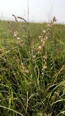 Lespedeza leptostachya