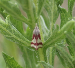 Microtheoris vibicalis