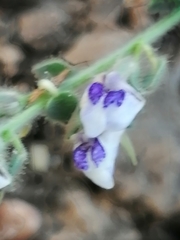Kickxia lanigera
