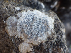 Opegrapha durieui