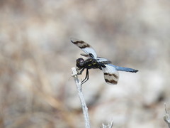 Plathemis subornata