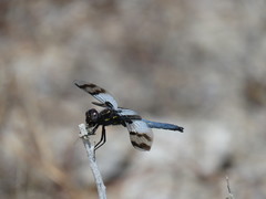 Plathemis subornata