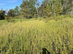 Eleocharis equisetoides