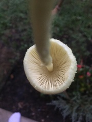 Leucocoprinus birnbaumii birnbaumii