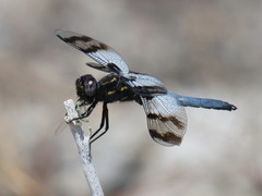 Plathemis subornata