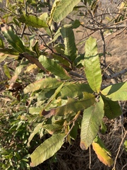 Ozoroa sphaerocarpa
