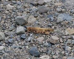 Dissosteira spurcata