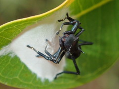 Aphantochilus rogersi