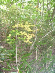 Acer pseudosieboldianum