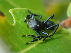 Aphantochilus rogersi