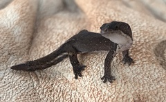 Chatogekko amazonicus