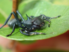 Aphantochilus rogersi