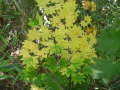 Acer pseudosieboldianum