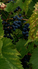 Vitis riparia