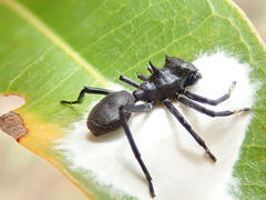Aphantochilus rogersi
