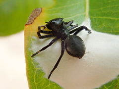 Aphantochilus rogersi