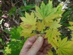Acer pseudosieboldianum
