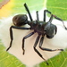 South American Ant-mimicking Crab Spiders - Photo no rights reserved, uploaded by Tsssss