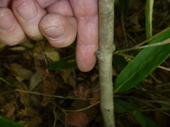 Acer pseudosieboldianum