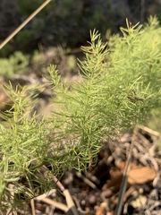 Asparagus minutiflorus