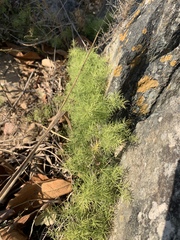 Asparagus minutiflorus