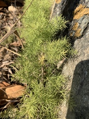 Asparagus minutiflorus
