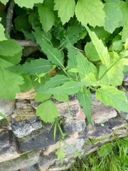 Adenophora polyantha