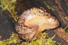 Philomycus togatus