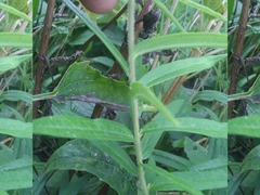 Asclepias tuberosa