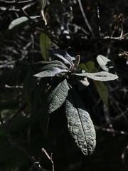 Buddleja incana