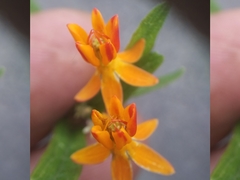 Asclepias tuberosa