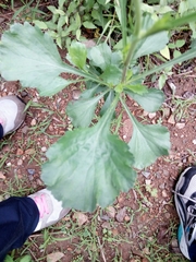 Chrysanthemum chanetii