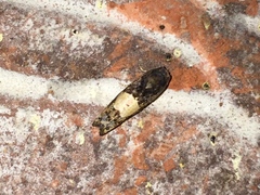 Epiblema tripartitana