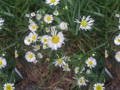 Erigeron strigosus