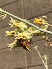 Apiomerus flaviventris