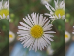 Erigeron strigosus