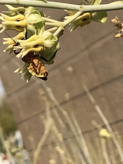 Apiomerus flaviventris