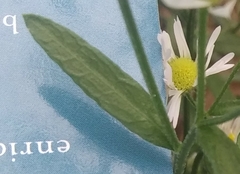 Erigeron strigosus