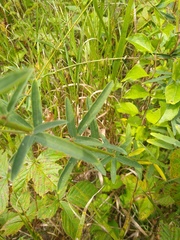 Desmodium sessilifolium