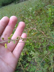 Desmodium sessilifolium
