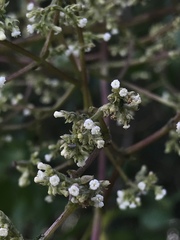Valeriana