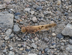 Dissosteira spurcata