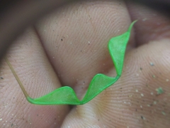 Hylodesmum nudiflorum