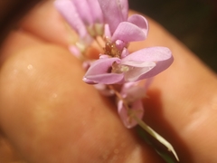 Hylodesmum nudiflorum