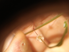 Hylodesmum nudiflorum